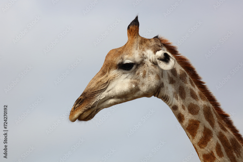 Giraffe / Giraffe / Giraffa camelopardalis Giraffe / Giraffe / Giraffa camelopardalis