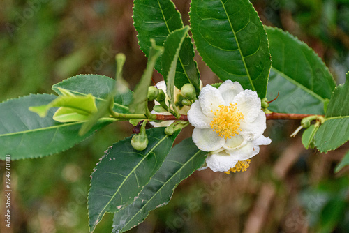 Fototapeta Naklejka Na Ścianę i Meble -  The flower of the tea plant, Camellia Sinensis, in a plantation in Sao Miguel island, in the Azores archipelago