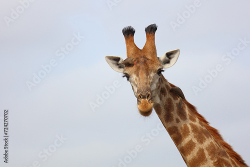 Fototapeta Naklejka Na Ścianę i Meble -  Giraffe / Giraffe / Giraffa camelopardalis