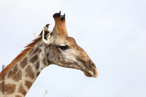 Photography Giraffe / Giraffe / Giraffa camelopardalis