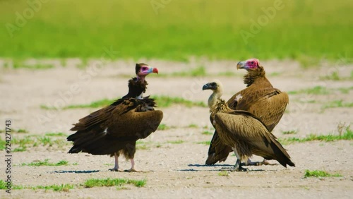 A Griffon Vulture, Gyps fulvus, Black Vulture or Cinereous Vulture (Aegypius monachus) fighting with a Red-headed Vulture (Sarcogyps calvus).  photo