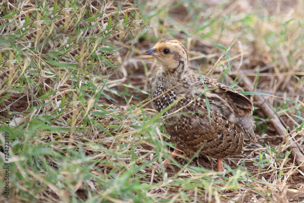 Swainsonfrankolin / Swainson's francolin or Swainson's spurfowl / Francolinus swainsonii.. Swainsonfrankolin / Swainson's francolin or Swainson's spurfowl / Francolinus swainsonii..