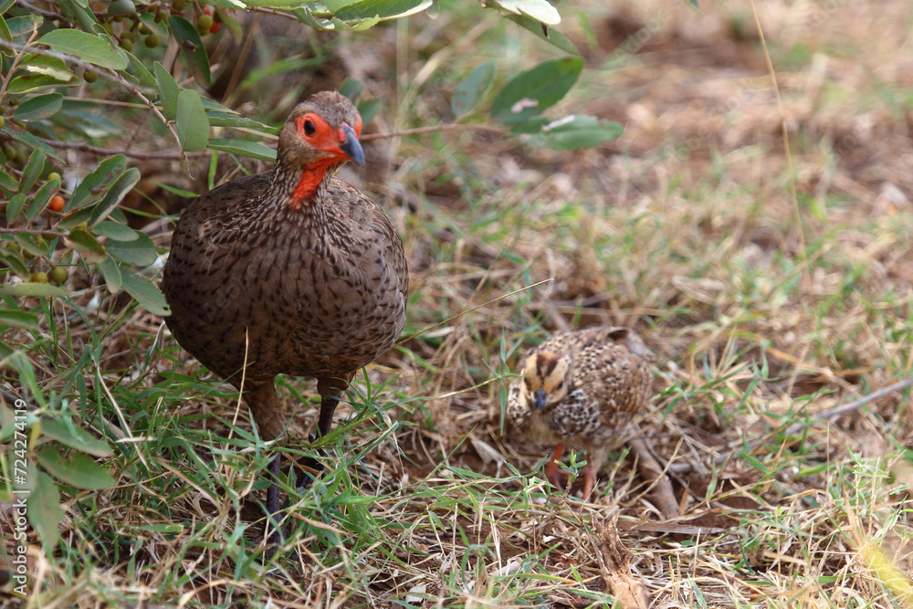 Swainsonfrankolin / Swainson's francolin or Swainson's spurfowl / Francolinus swainsonii.. Swainsonfrankolin / Swainson's francolin or Swainson's spurfowl / Francolinus swainsonii..