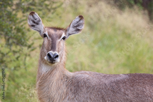 Wasserbock / Waterbuck / Kobus ellipsiprymnus