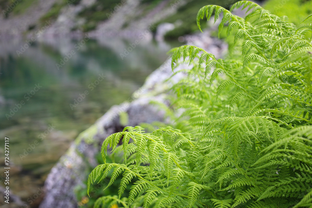 Piękne, soczyście zielone świeże wiosenne paprocie rosnące nad tatrzańskim górskim stawem. Beautiful, lush green fresh spring ferns growing over a Tatra mountain pond.