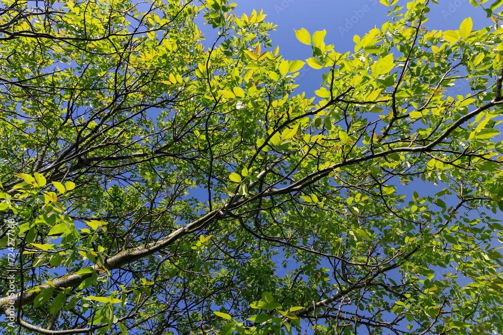 yellow-green walnut foliage in a fruit garden yellow-green walnut foliage in a fruit garden