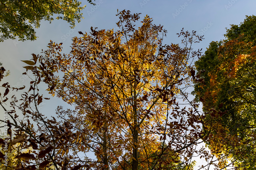 yellowing foliage on ash trees in autumn weather