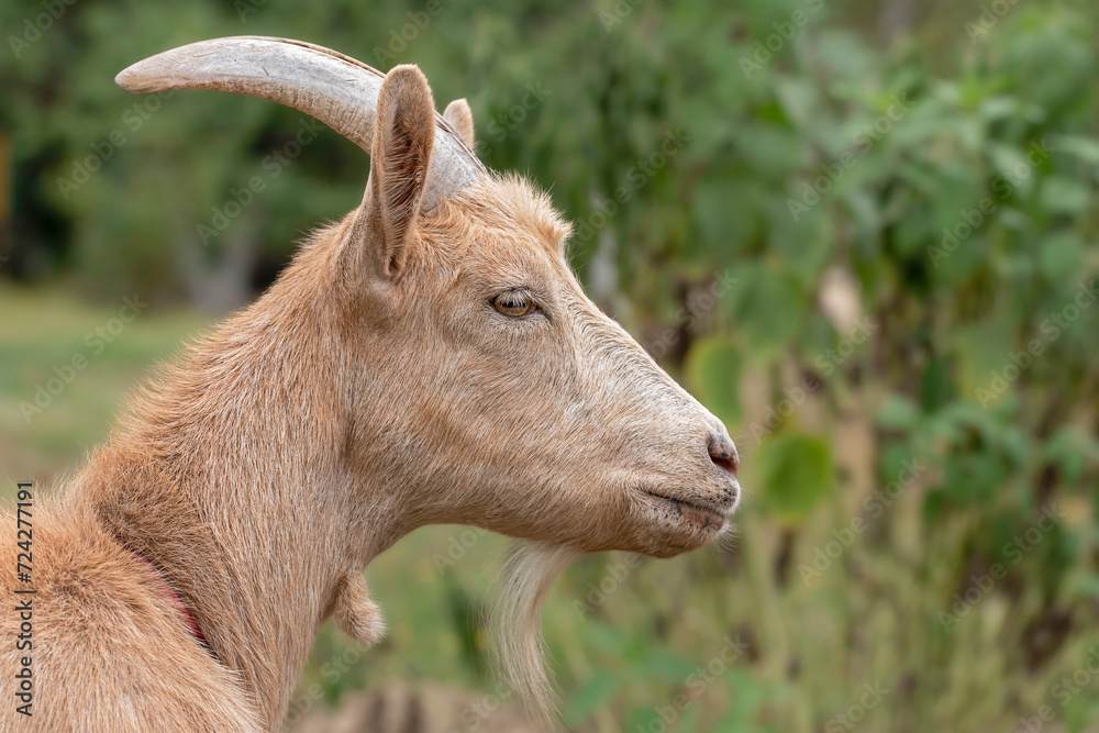 Fototapeta premium A goat grazes in the countryside. A tethered goat grazes on the lawn.