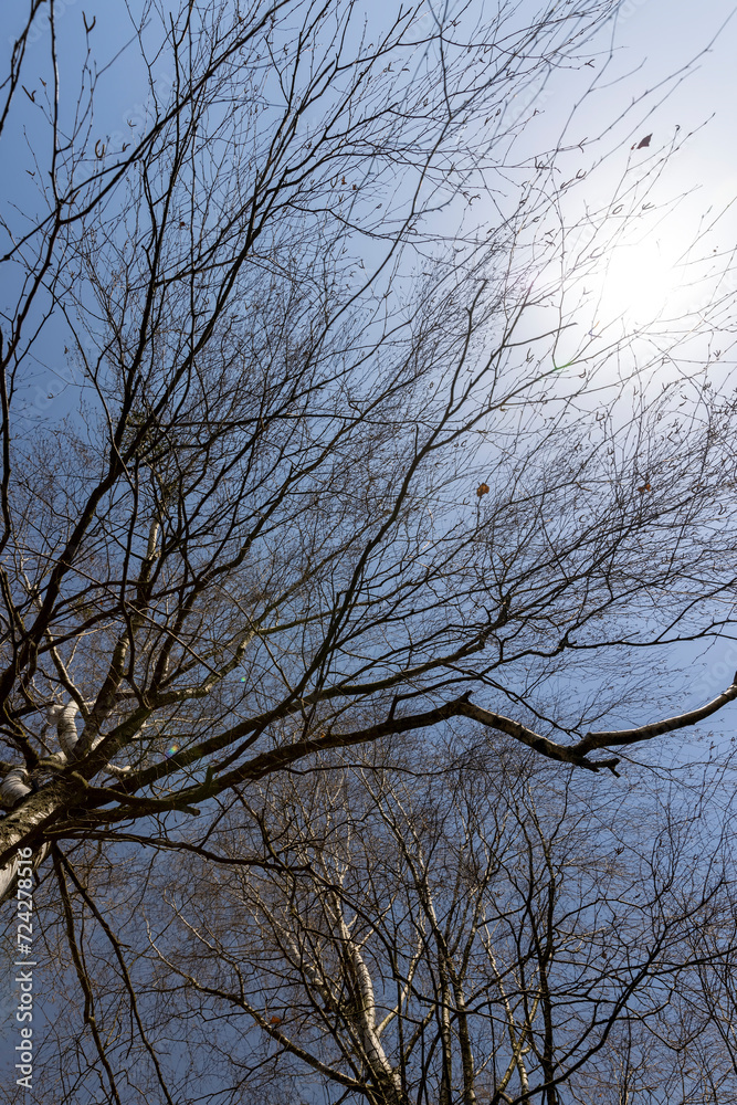 birch tree in sunny weather in early spring, birch tree