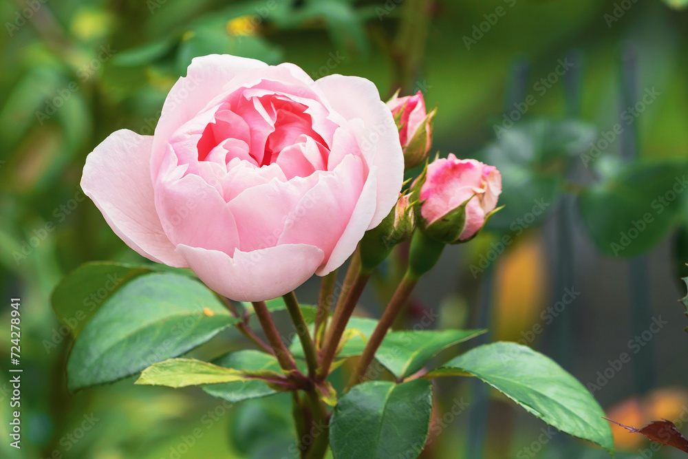 Pink blooming bud of a spray rose (Sinderella) in a summer garden yard.