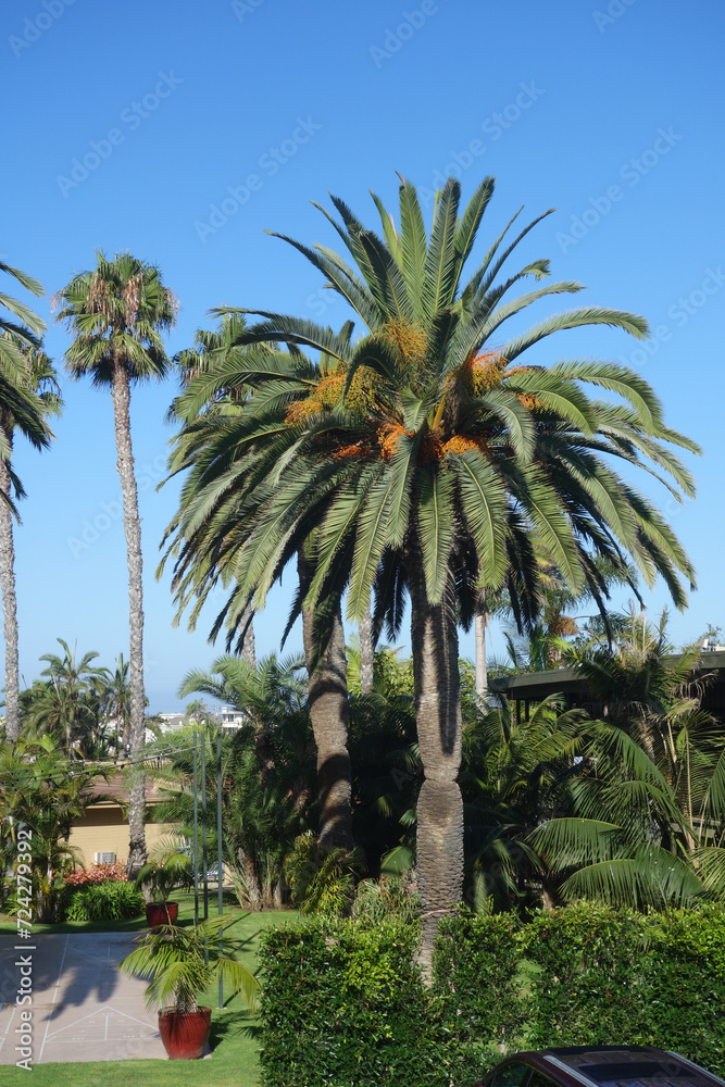 Kids playground under kings palms crowns and fenced by green live hedge Kids playground under kings palms crowns and fenced by green live hedge