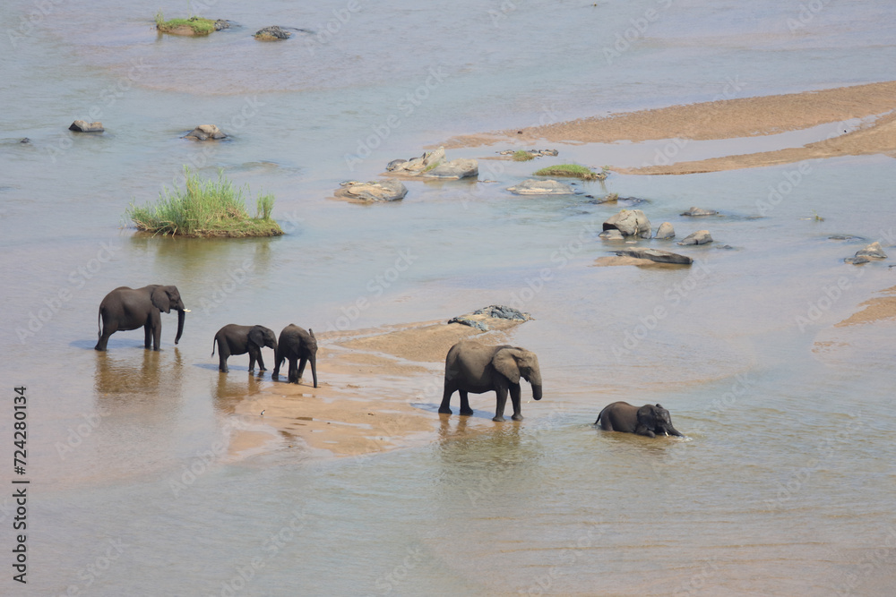 Afrikanischer Elefant im Olifants River/ African elephant in Olifants River / Loxodonta africana. Afrikanischer Elefant im Olifants River/ African elephant in Olifants River / Loxodonta africana.