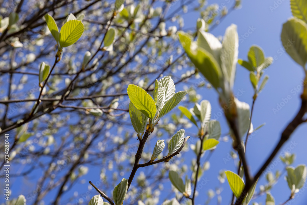 rowan tree with the first foliage in the spring park rowan tree with the first foliage in the spring park