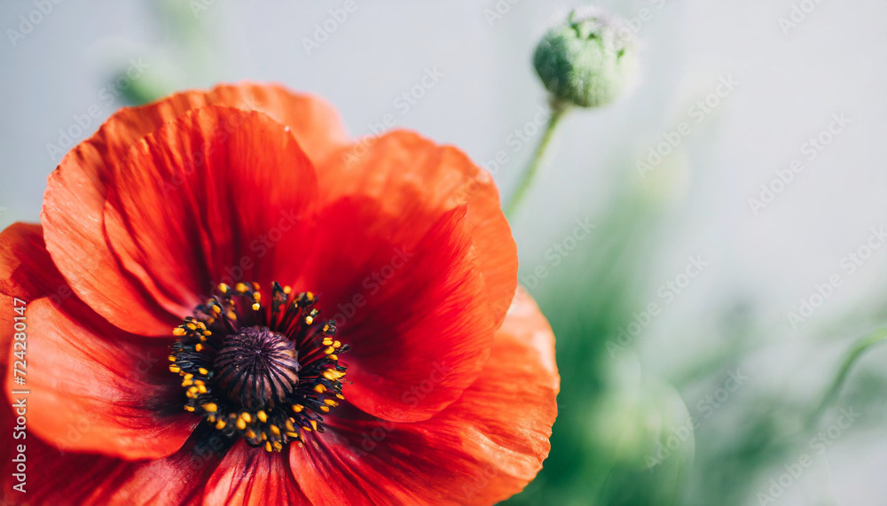 red poppy flower on a solemn background, symbolizing Remembrance Day, Armistice Day, and Anzac Day. A powerful image of tribute and honor red poppy flower on a solemn background, symbolizing Remembrance Day, Armistice Day, and Anzac Day. A powerful image of tribute and honor