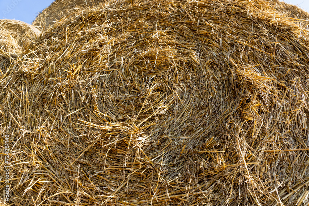 wheat straw collected in stacks after grain harvest wheat straw collected in stacks after grain harvest