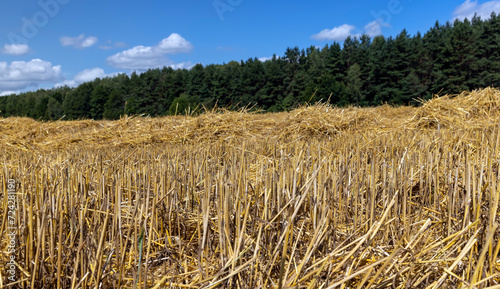 Bild auf Leinwand golden dry stubble on wheat in the field in summer