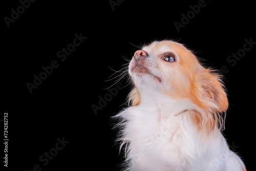 Studio portrait of a mini breed dog. Chihuahua white with red color on a black background.