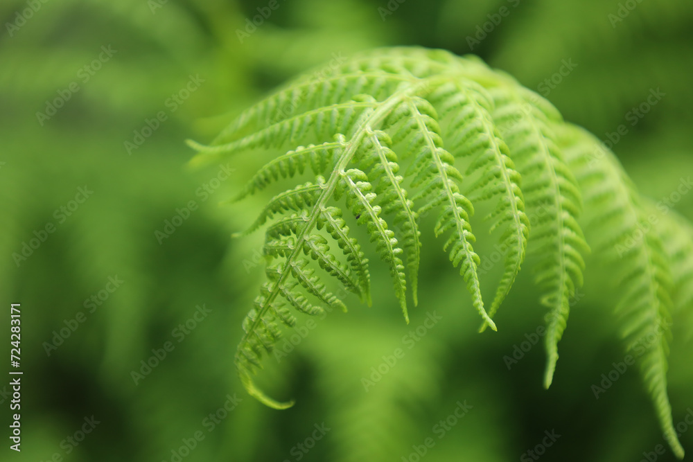 Piękne, soczyście zielone świeże wiosenne paprocie rosnące w górskim lesie. Beautiful, lush green fresh spring ferns growing in a mountain forest.