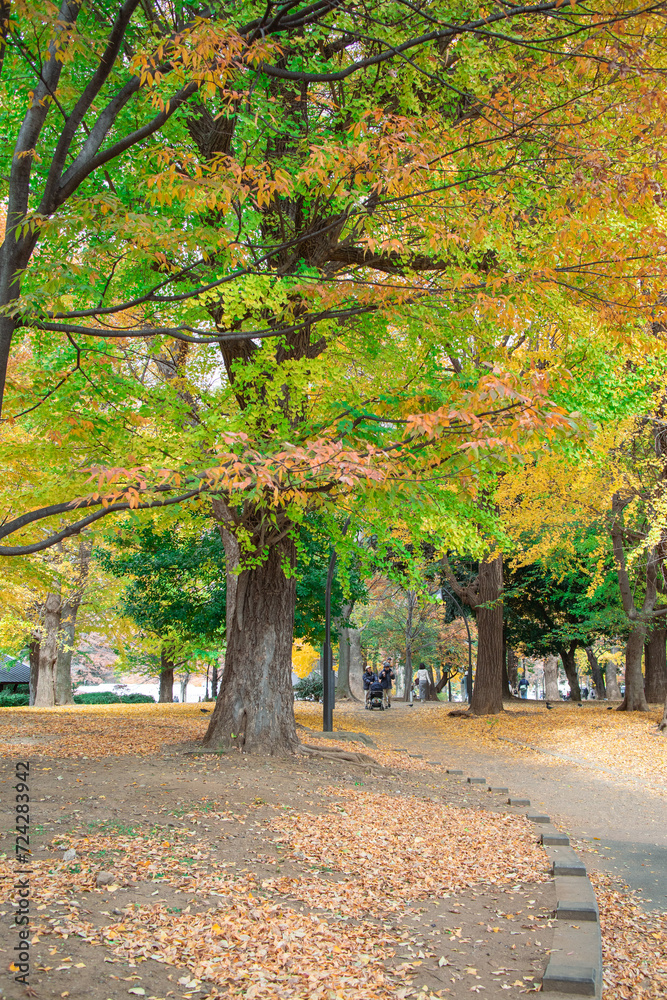Naklejka premium 紅葉した木