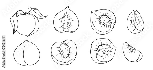 Linear sketch, outline of peach fruit and fruit pieces. Vector graphics.