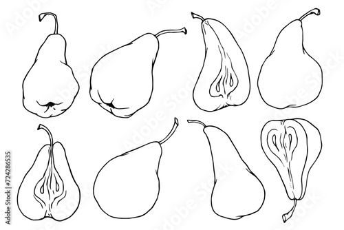 Linear sketch, outline of pear fruit and fruit pieces. Vector graphics.