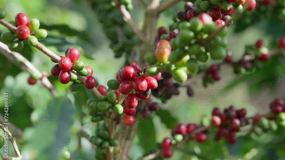 Coffee plant fruit red berry branch in the coffee farm with fresh red and green coffee beans and harvesting in mountain plantation, trees coffee beans ripening, Coffee plant fruit red berry branch in the coffee farm with fresh red and green coffee beans and harvesting in mountain plantation, trees coffee beans ripening,