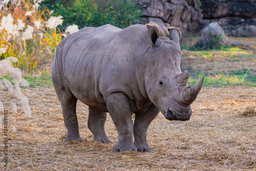 A tranquil rhinoceros stands amidst a quiet landscape, invoking a sense of peace and natural grandeur. A tranquil rhinoceros stands amidst a quiet landscape, invoking a sense of peace and natural grandeur.