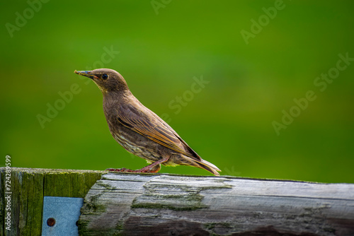 Juvenile Starling Perched on a Weathered Wooden Fence Against a Green Background