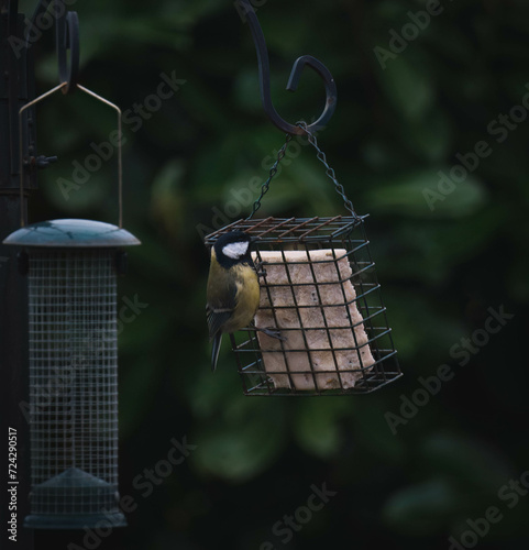 bird on feeder