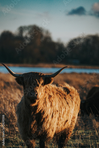 Quadro su tela highland cow