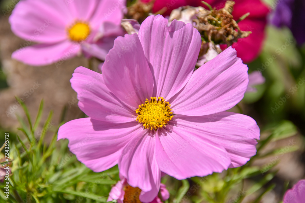 Cosmos Cosmos