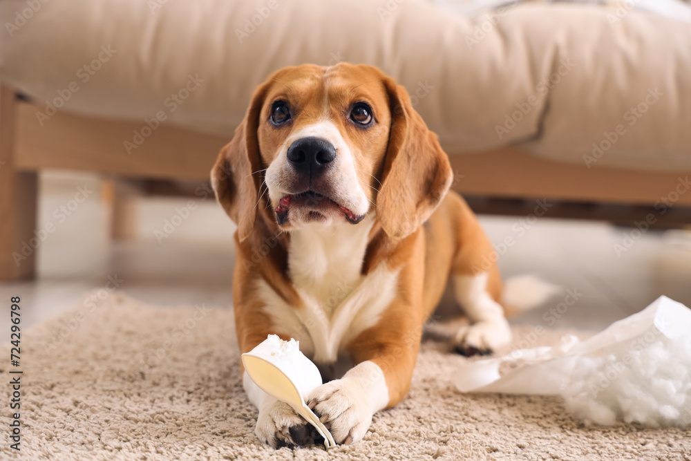 Naughty Beagle dog with torn pillow and paper cup lying on floor in messy living room Naughty Beagle dog with torn pillow and paper cup lying on floor in messy living room