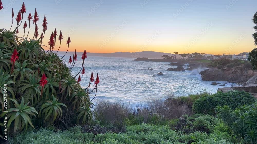 Early sunrise along the shoreline of Pacific Grove. Featuring a beautiful blooming red aloe flowers and silhouettes of the Lovers Point cypress trees in the orange horizon. Monterey Bay, California.