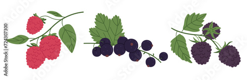 Juicy forest berries. Ripe fresh berries, raspberries, blackberries and blackcurrants flat vector illustration set. Edible berries collection