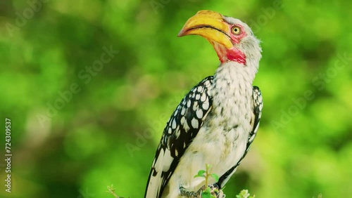 Close up of a southern yellow-billed hornbill (Tockus leucomelas) perched on a tree. photo
