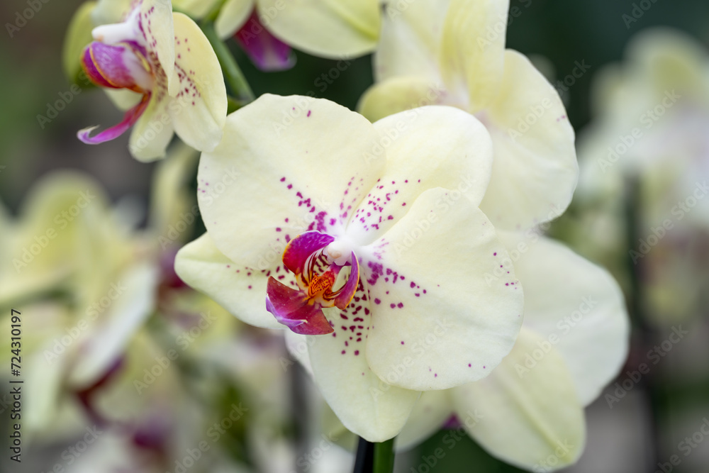 Obraz premium close up of white and purple orchid with hints of pink orange and yellow