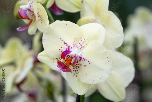 close up of white and purple orchid with hints of pink orange and yellow