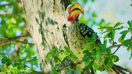 southern yellow billed hornbill (Tockus leucomelas) at national park in tanzania. Rare wildlife footage captured during a scientific expedition in Tanzania. photo