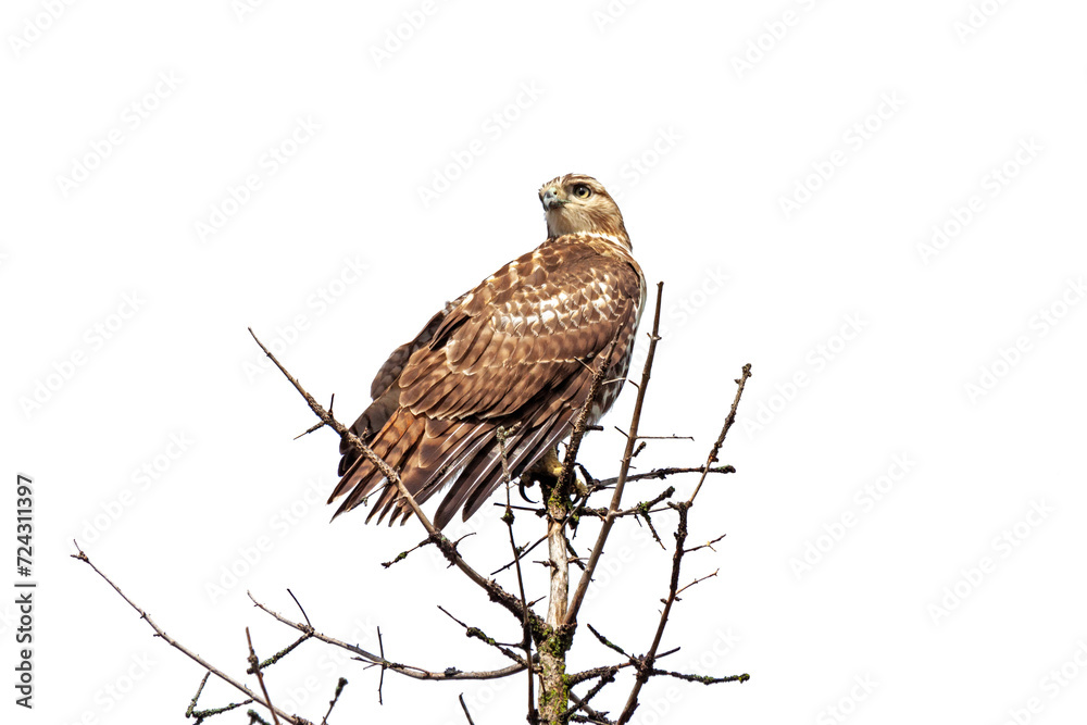 Fototapeta premium Red-Tailed Hawk Perch on a Pine Tree