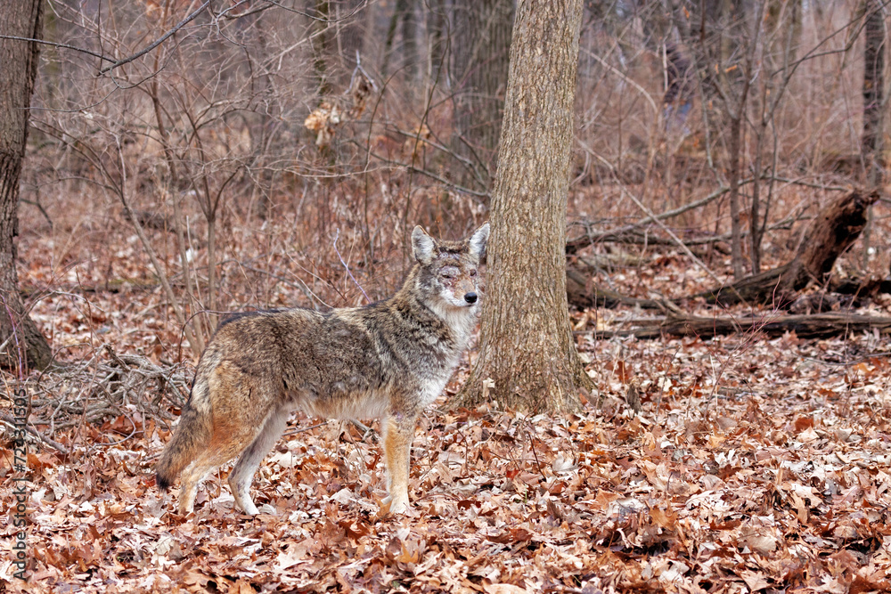A Coyote in an Autumn Forest A Coyote in an Autumn Forest