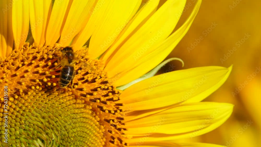 Close up macro of yellow flower sunflower and honey bee collecting pollen. Slow motion Close up macro of yellow flower sunflower and honey bee collecting pollen. Slow motion