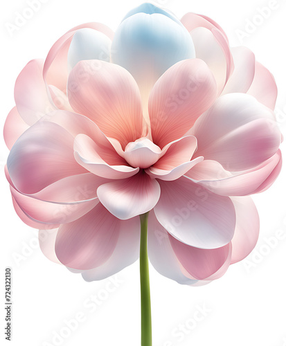 pink flower isolated on transparent background © hayoo