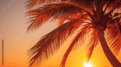 Image of a palm tree shrouded in warm sunshine. © kept