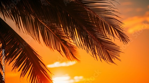 Image of a palm tree shrouded in warm sunshine.