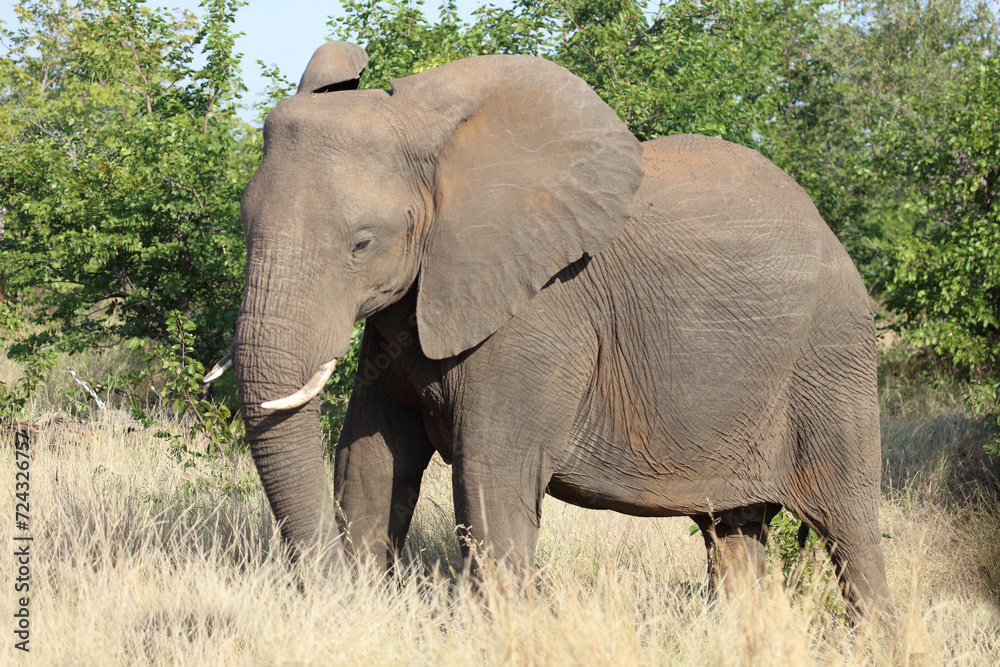 Afrikanischer Elefant / African elephant / Loxodonta africana Afrikanischer Elefant / African elephant / Loxodonta africana