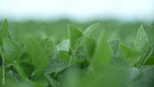 fields in the wind