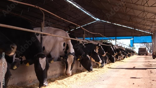 cows in a farm