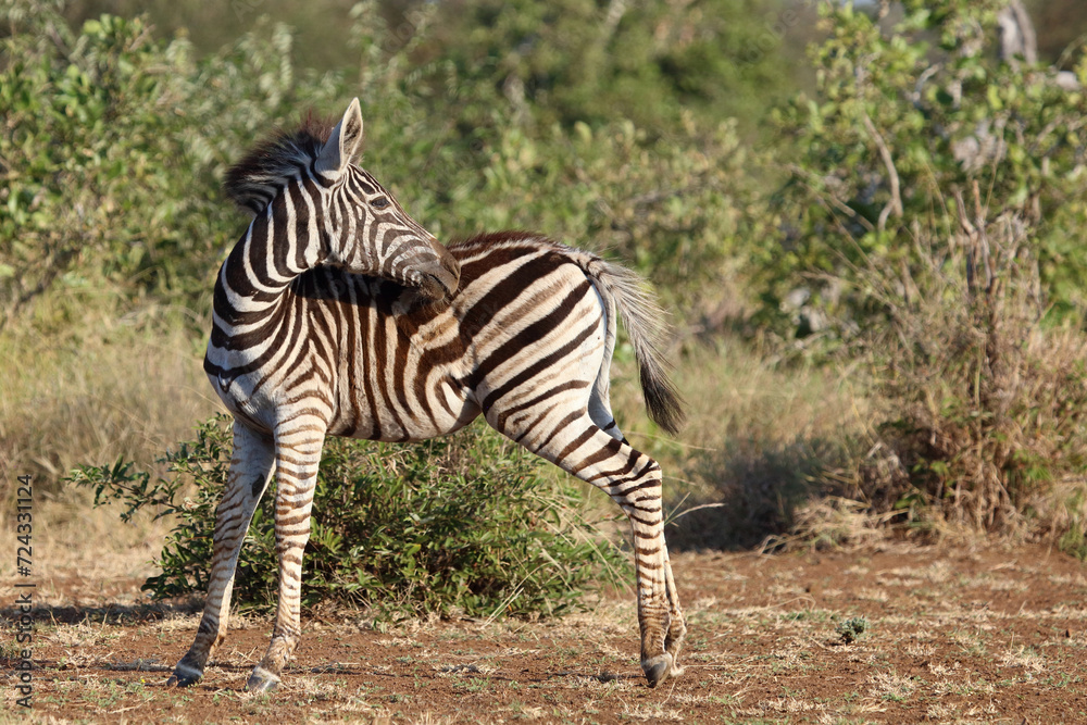 Steppenzebra / Burchell's zebra / Equus quagga burchellii. Steppenzebra / Burchell's zebra / Equus quagga burchellii.
