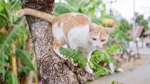 cat on the tree