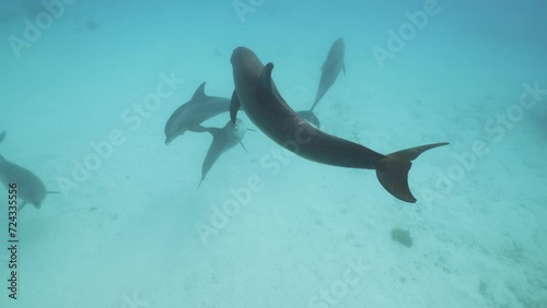 Underwater bottlenose dolphins pod swimming in red sea. Wildlife marine sea nature. Amazing aquatic mammal animals in natural habitat. Swimming together with wild dolphins safari. Unique experience. photo